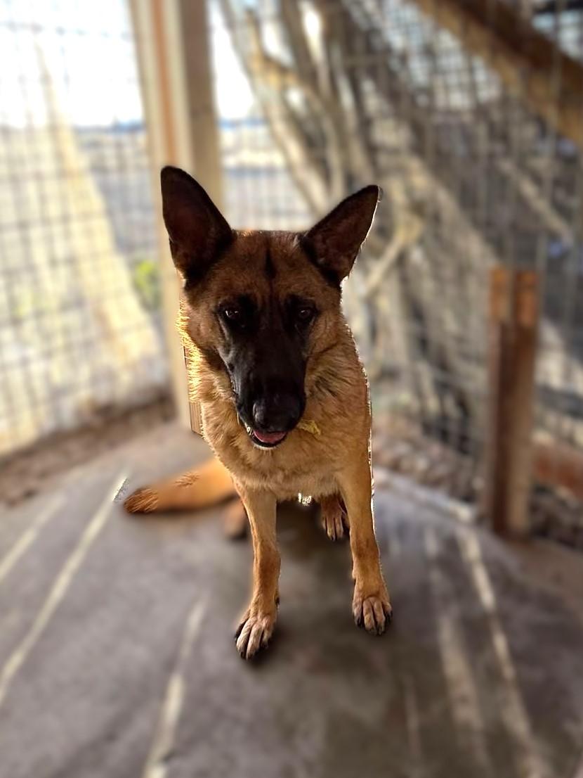 Enlarge Overture: RIDGE DOG GRADUATE FROM PRISON FACILITY, a Adoptable German Shepherd Dog in Othello, WA image 2/5