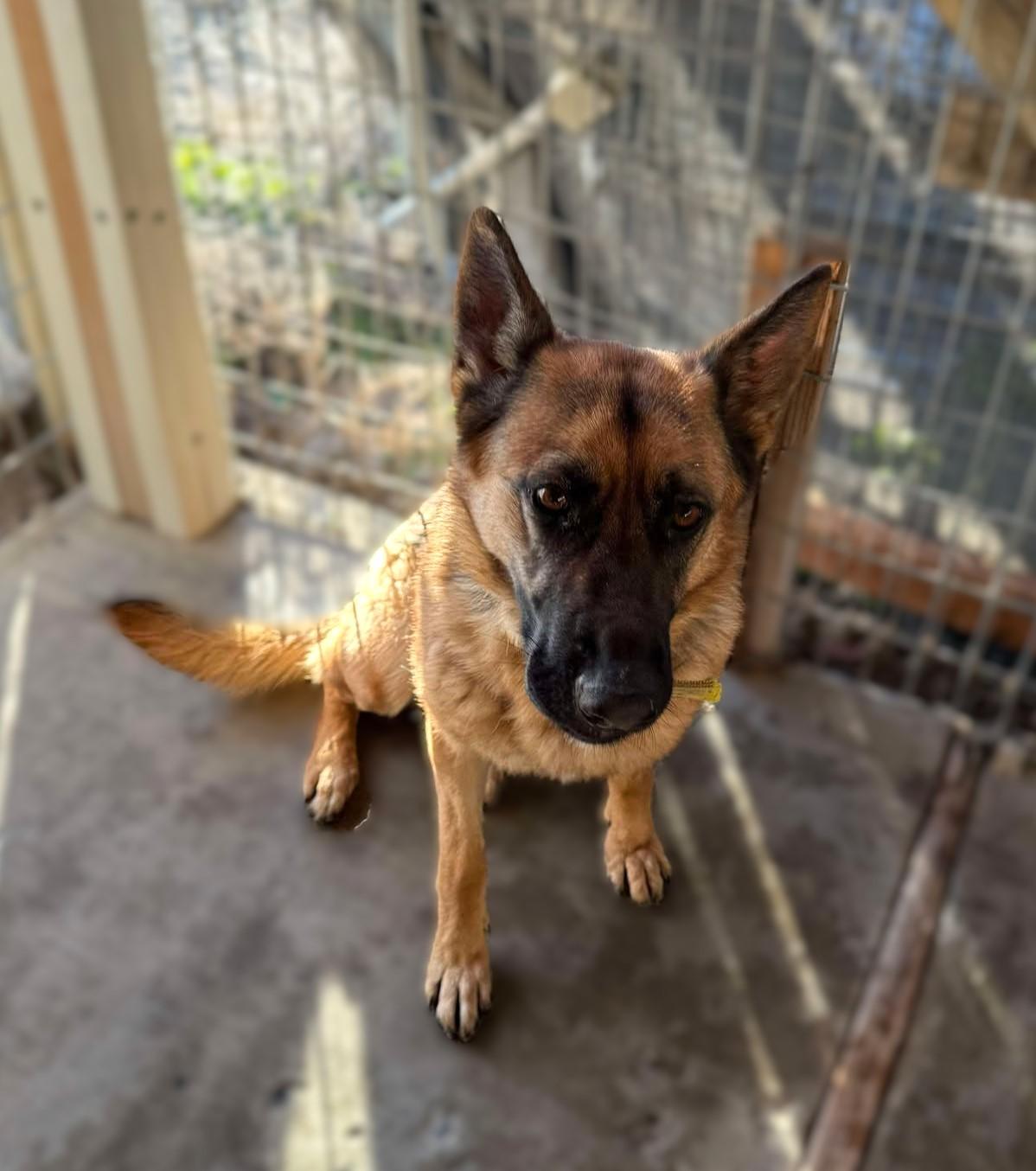 Enlarge Overture: RIDGE DOG GRADUATE FROM PRISON FACILITY, a Adoptable German Shepherd Dog in Othello, WA image 4/5