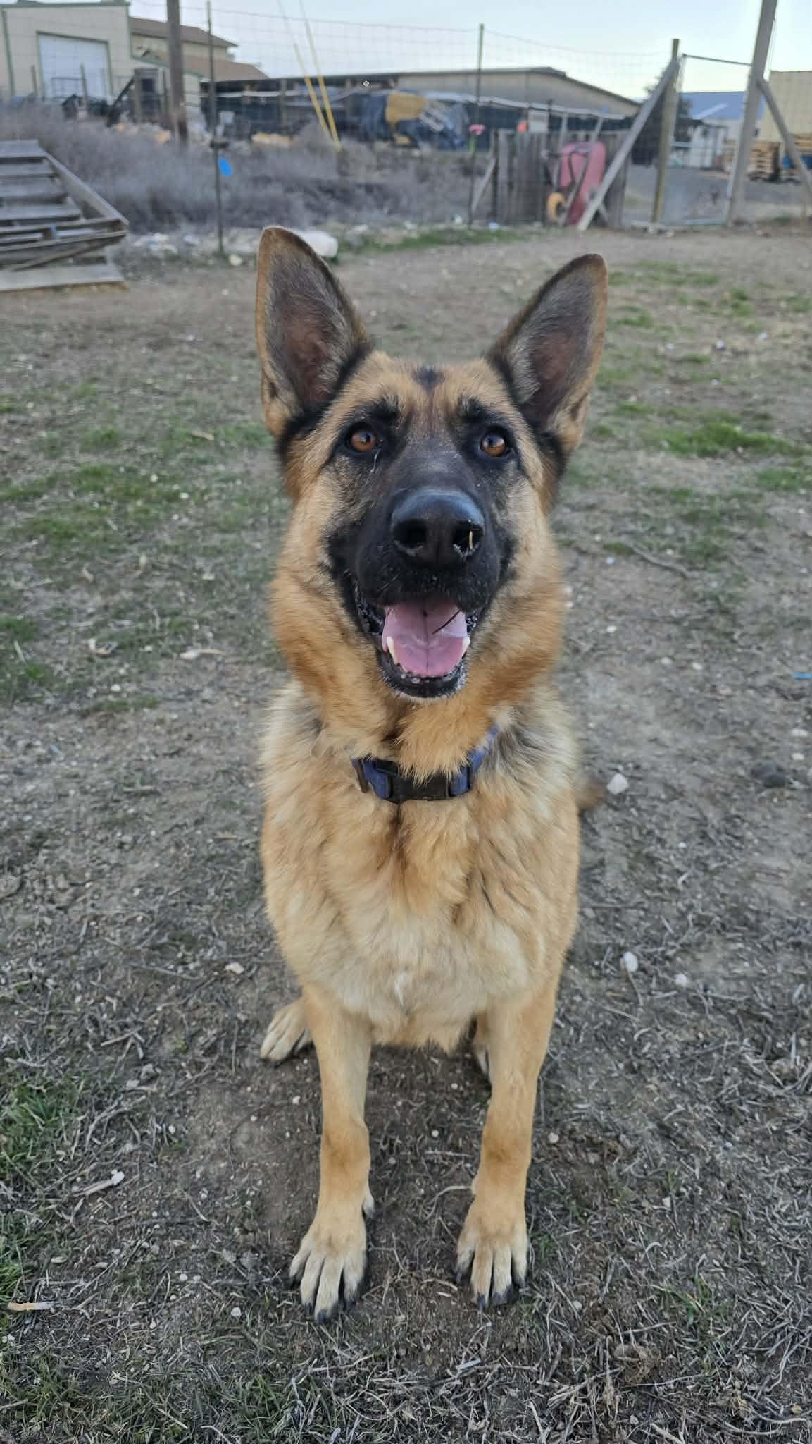 Enlarge Overture: RIDGE DOG GRADUATE FROM PRISON FACILITY, a Adoptable German Shepherd Dog in Othello, WA image 1/5