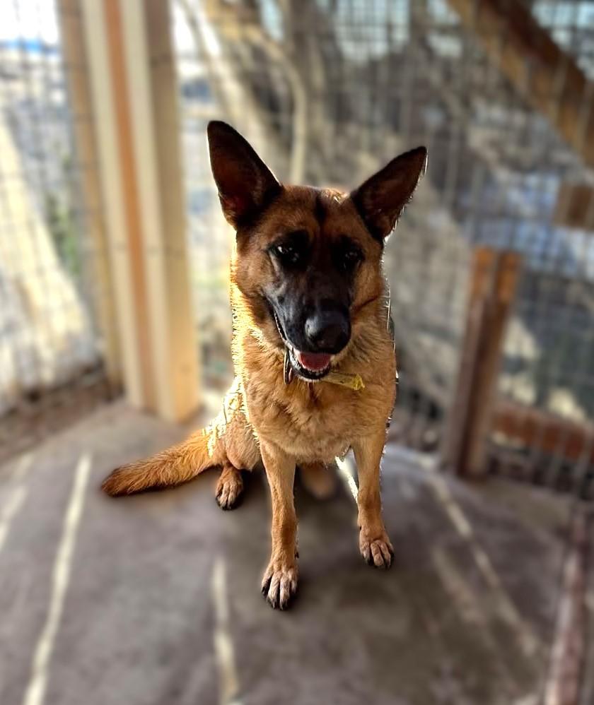 Enlarge Overture: RIDGE DOG GRADUATE FROM PRISON FACILITY, a Adoptable German Shepherd Dog in Othello, WA image 1/5