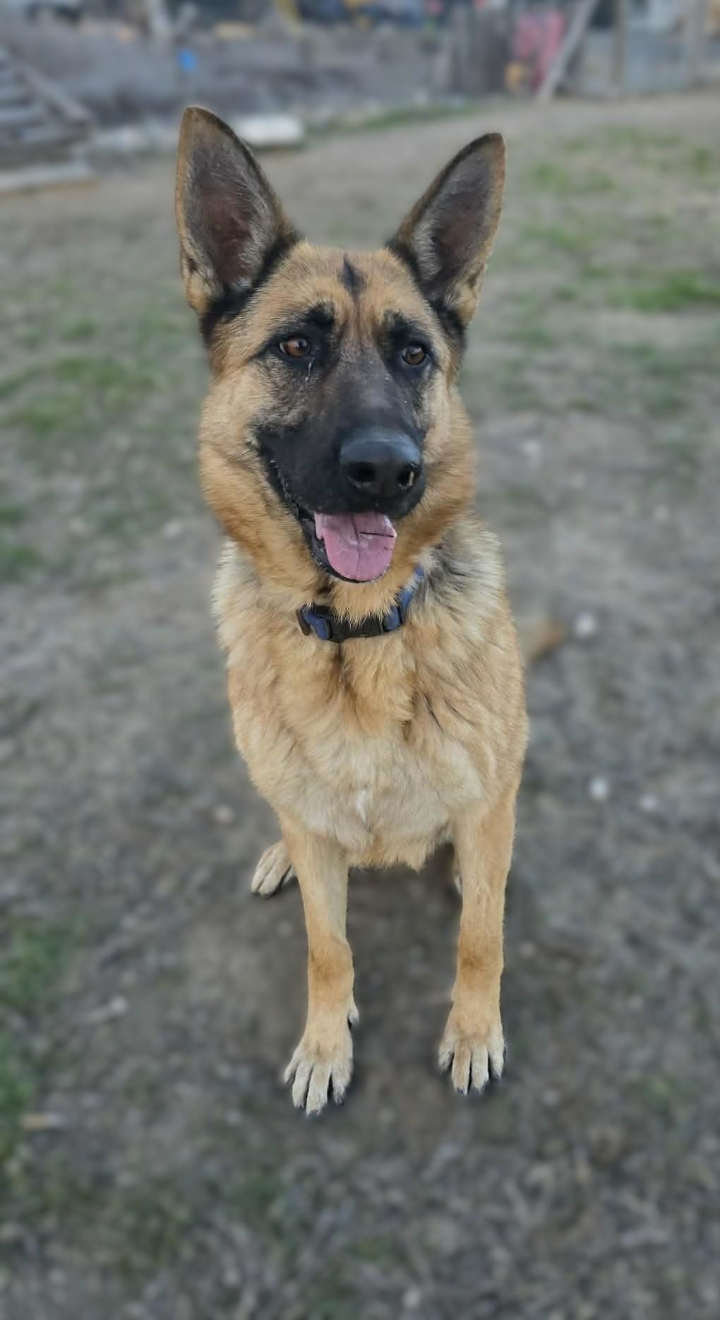 Enlarge Overture: RIDGE DOG GRADUATE FROM PRISON FACILITY, a Adoptable German Shepherd Dog in Othello, WA image 5/5