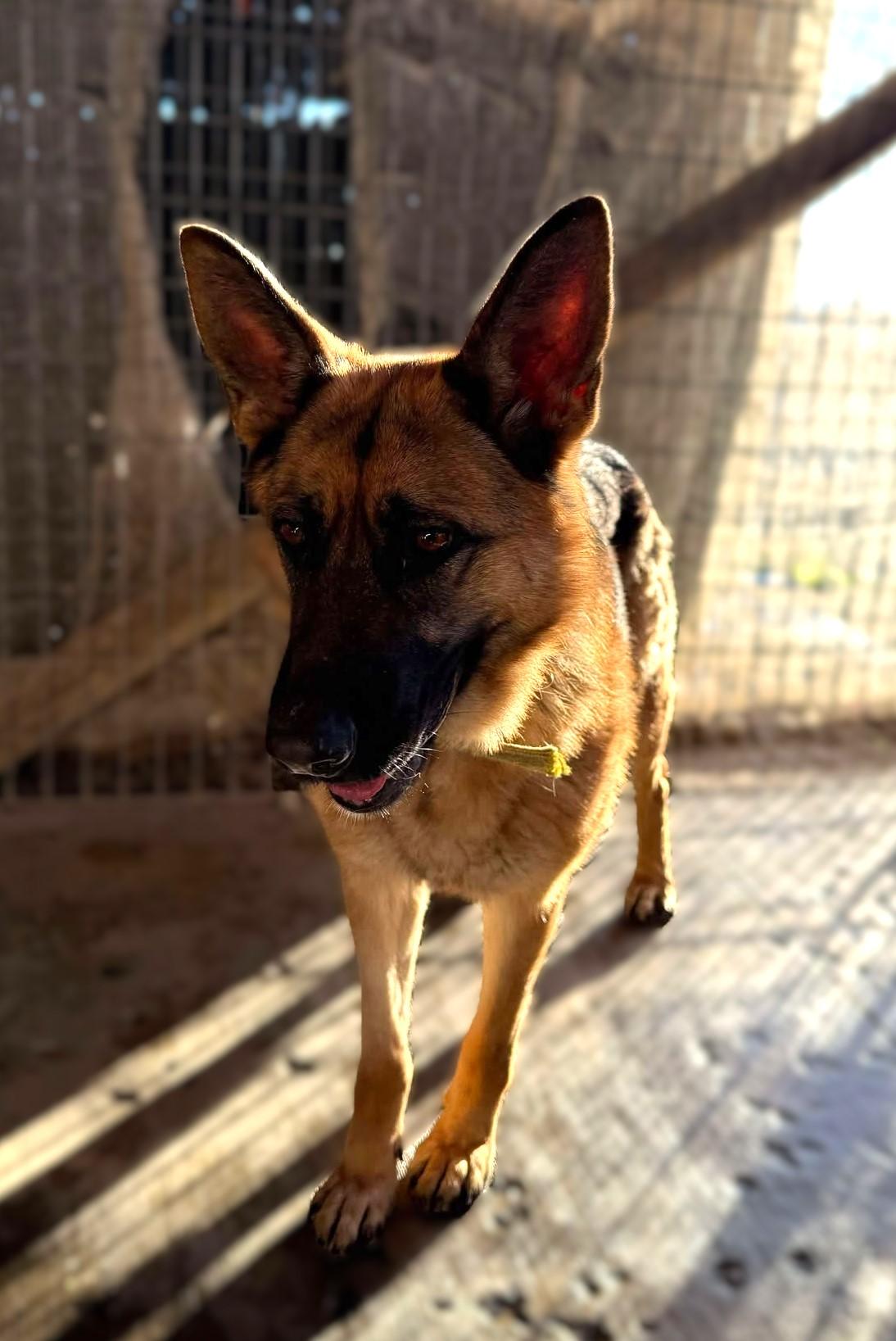 Enlarge Overture: RIDGE DOG GRADUATE FROM PRISON FACILITY, a Adoptable German Shepherd Dog in Othello, WA image 3/5
