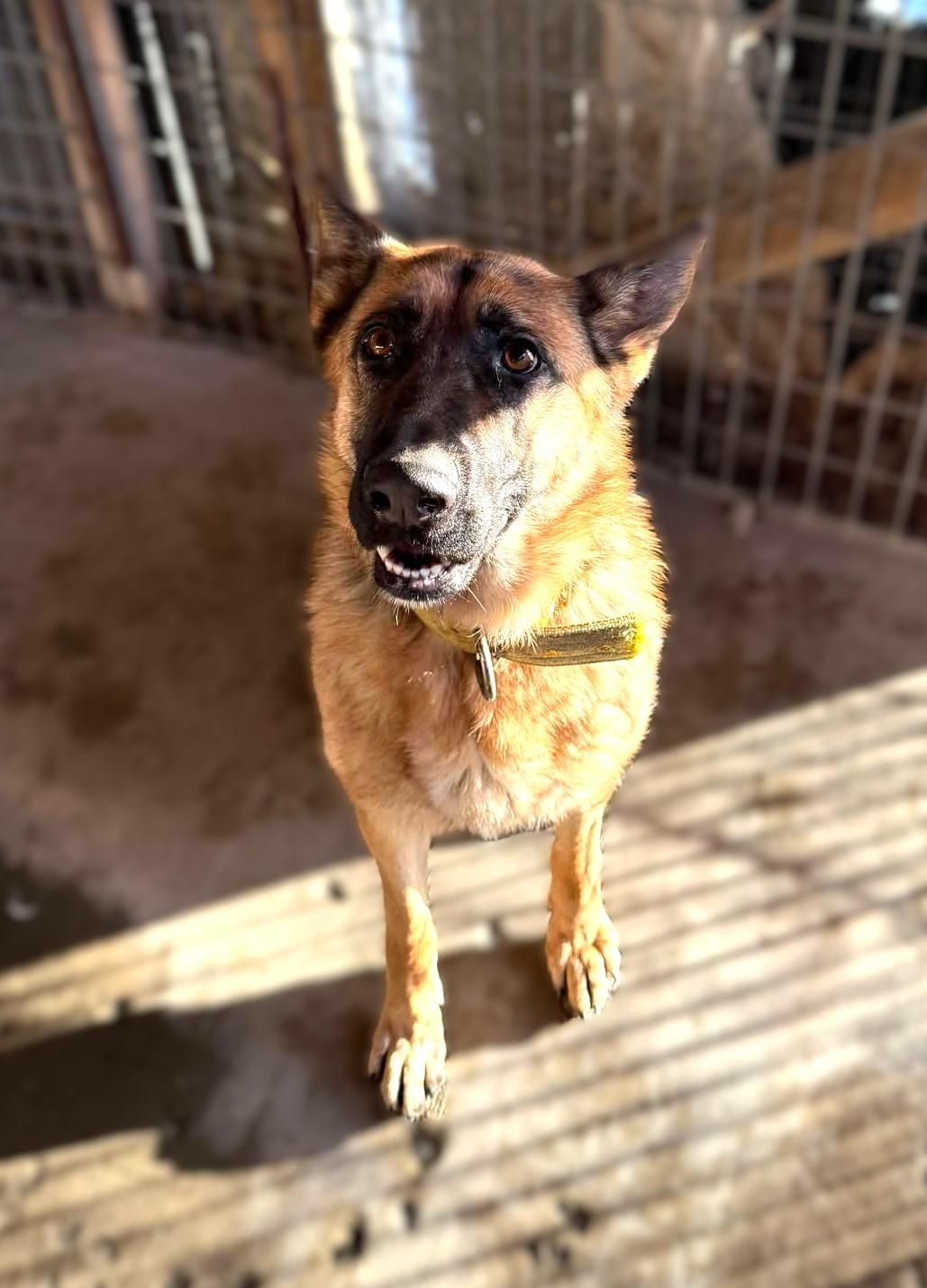 Enlarge Overture: RIDGE DOG GRADUATE FROM PRISON FACILITY, a Adoptable German Shepherd Dog in Othello, WA image 5/5