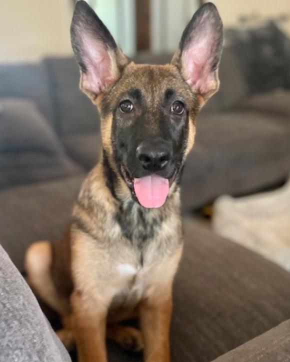 Nitro, a Adoptable mixed breed in Manchaca, TX image 1/5