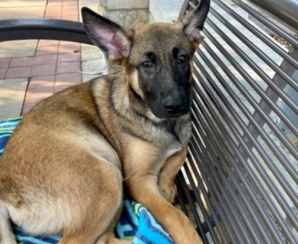 Nitro, a Adoptable mixed breed in Manchaca, TX image 2/5