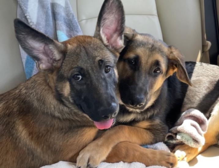 Nitro, a Adoptable mixed breed in Manchaca, TX image 3/5