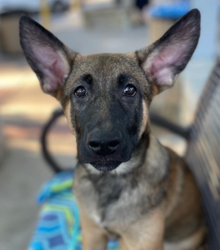 Nitro, a Adoptable mixed breed in Manchaca, TX image 4/5