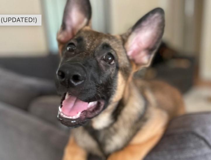 Nitro, a Adoptable mixed breed in Manchaca, TX image 5/5