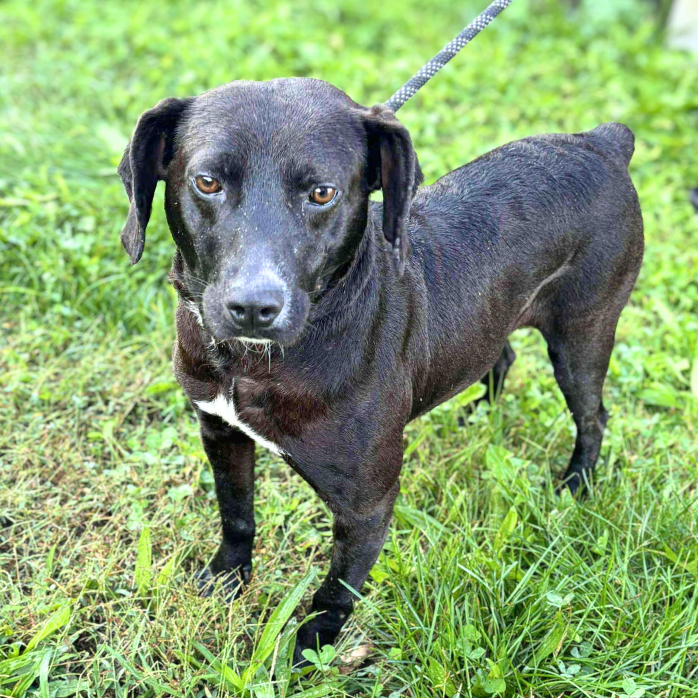 Dark Tower thumbnail 3