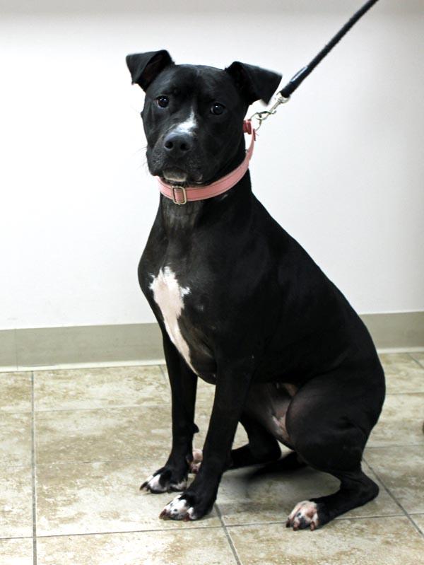 Enlarge Ember, a Adoptable mixed breed in Mansfield, MA image 4/5