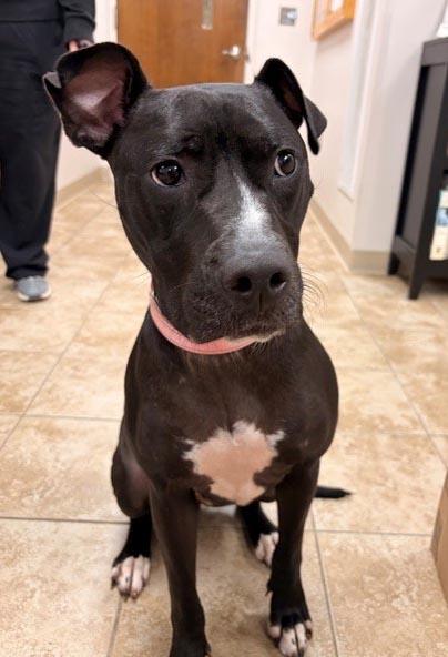 Enlarge Ember, a Adoptable mixed breed in Mansfield, MA image 3/5