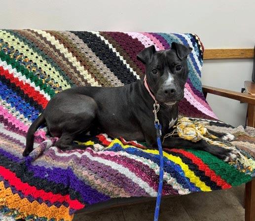 Ember, Adoptable, Adult Female Pit Bull Terrier.
