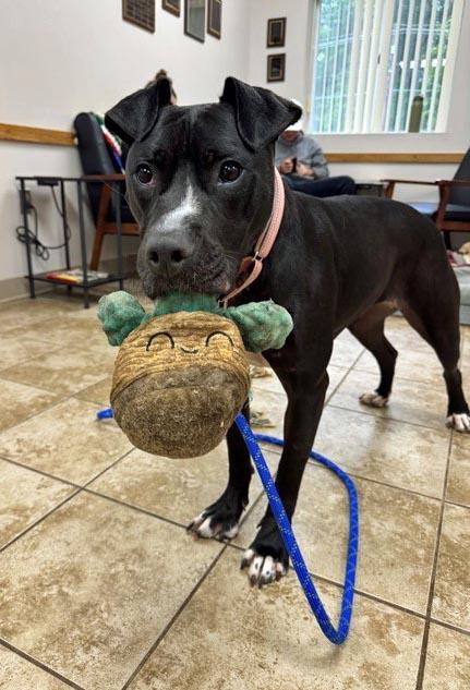 Enlarge Ember, a Adoptable mixed breed in Mansfield, MA image 2/5