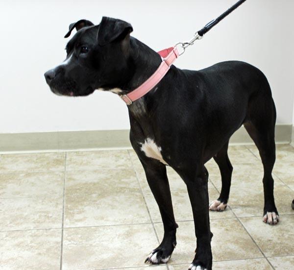 Enlarge Ember, a Adoptable mixed breed in Mansfield, MA image 5/5
