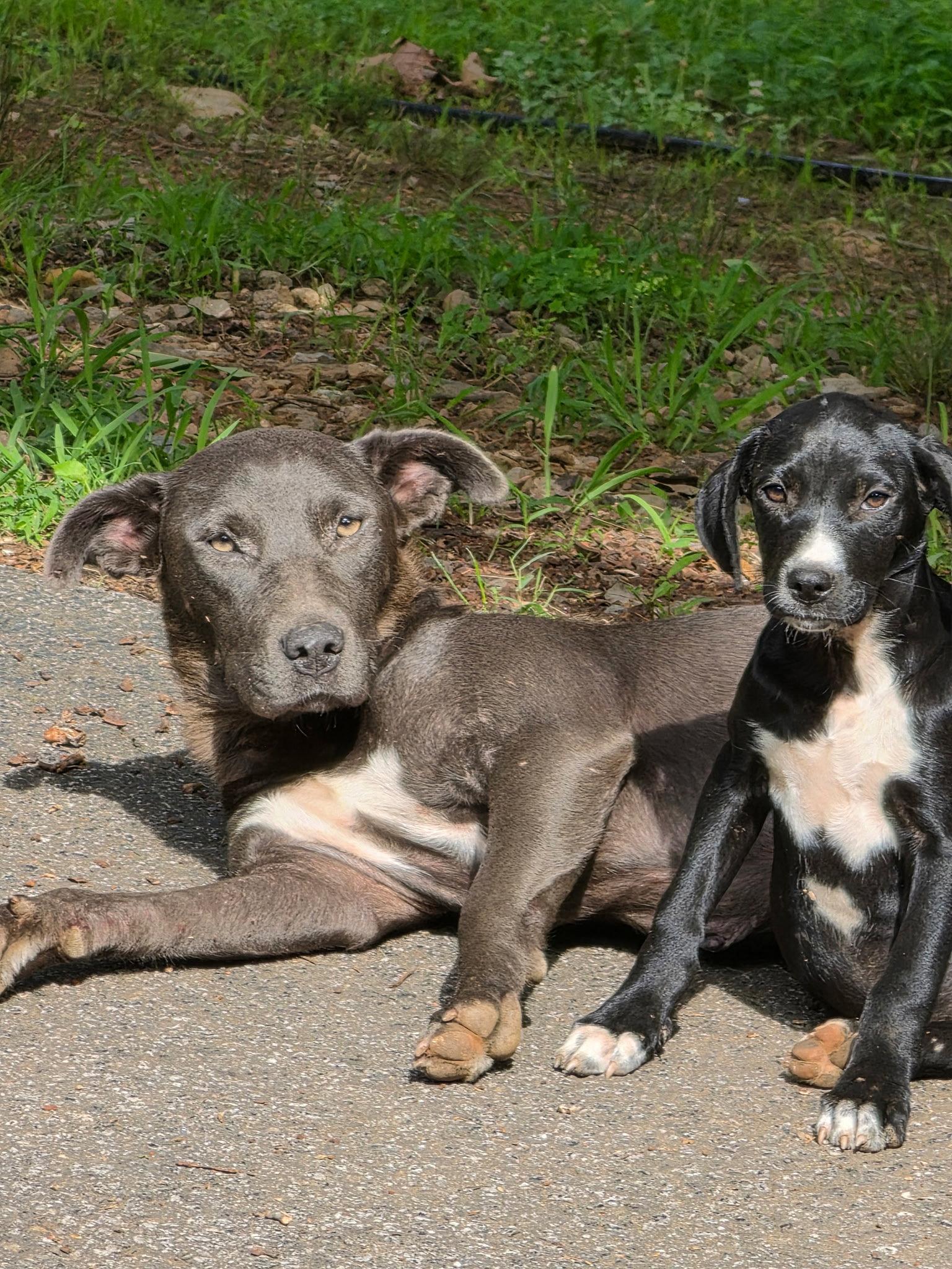 Missie, a Adoptable Terrier in Blairsville, GA image 1/2