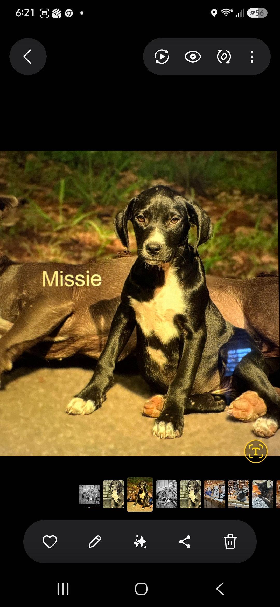 Missie, a Adoptable Terrier in Blairsville, GA image 2/2
