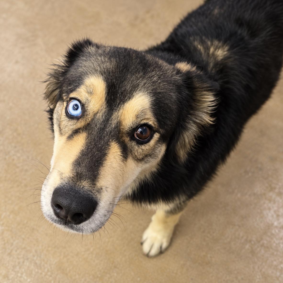 Enlarge Rainy, a Adoptable mixed breed in Cottonwood Heights, UT image 1/3