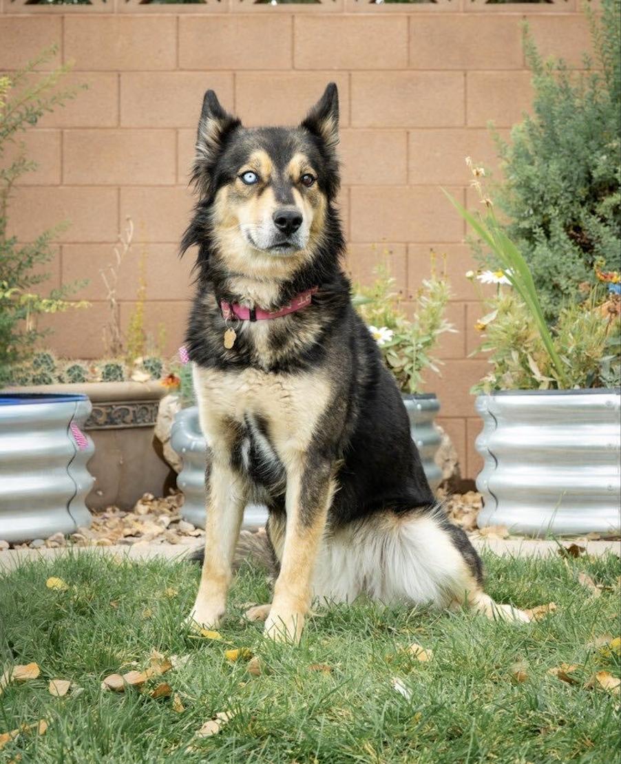 Enlarge Rainy, a Adoptable mixed breed in Cottonwood Heights, UT image 2/3