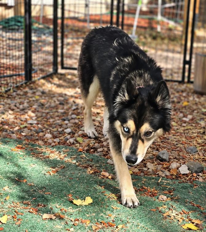 Enlarge Rainy, a Adoptable mixed breed in Cottonwood Heights, UT image 3/3