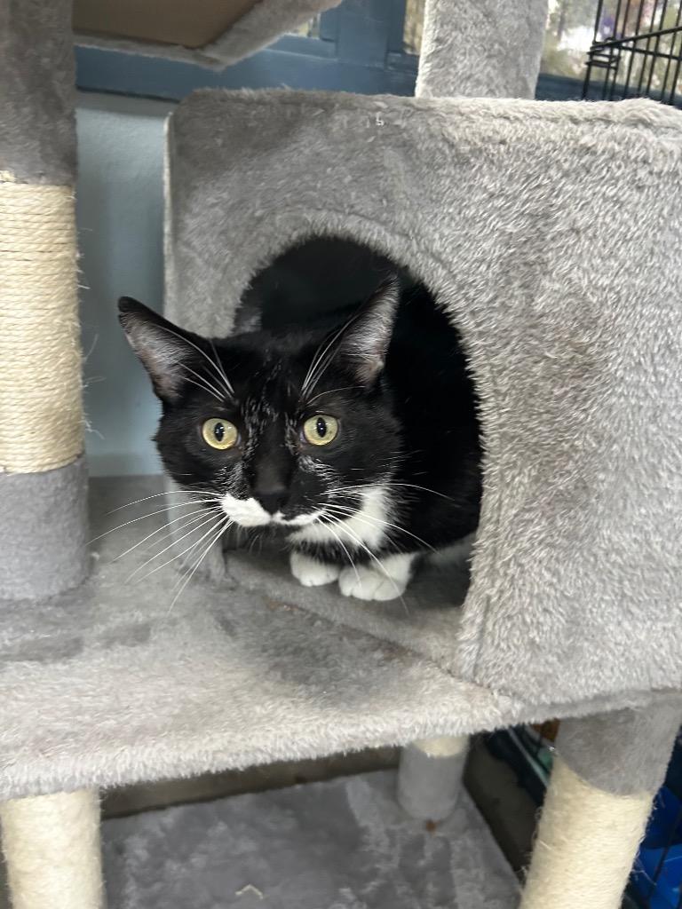 Barley, Adoptable, Adult Male Domestic Short Hair.