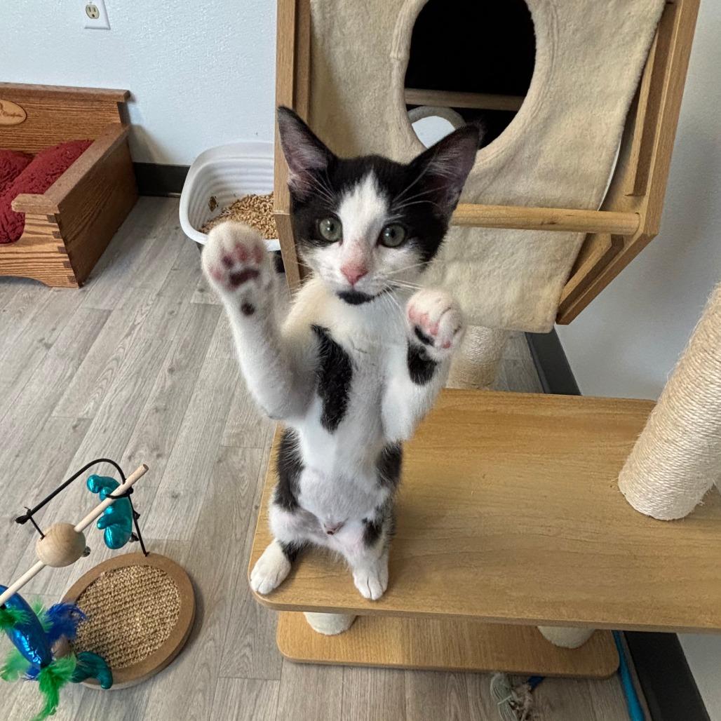 Enlarge Selina, a Adoptable Domestic Short Hair in Uniontown, PA image 2/3