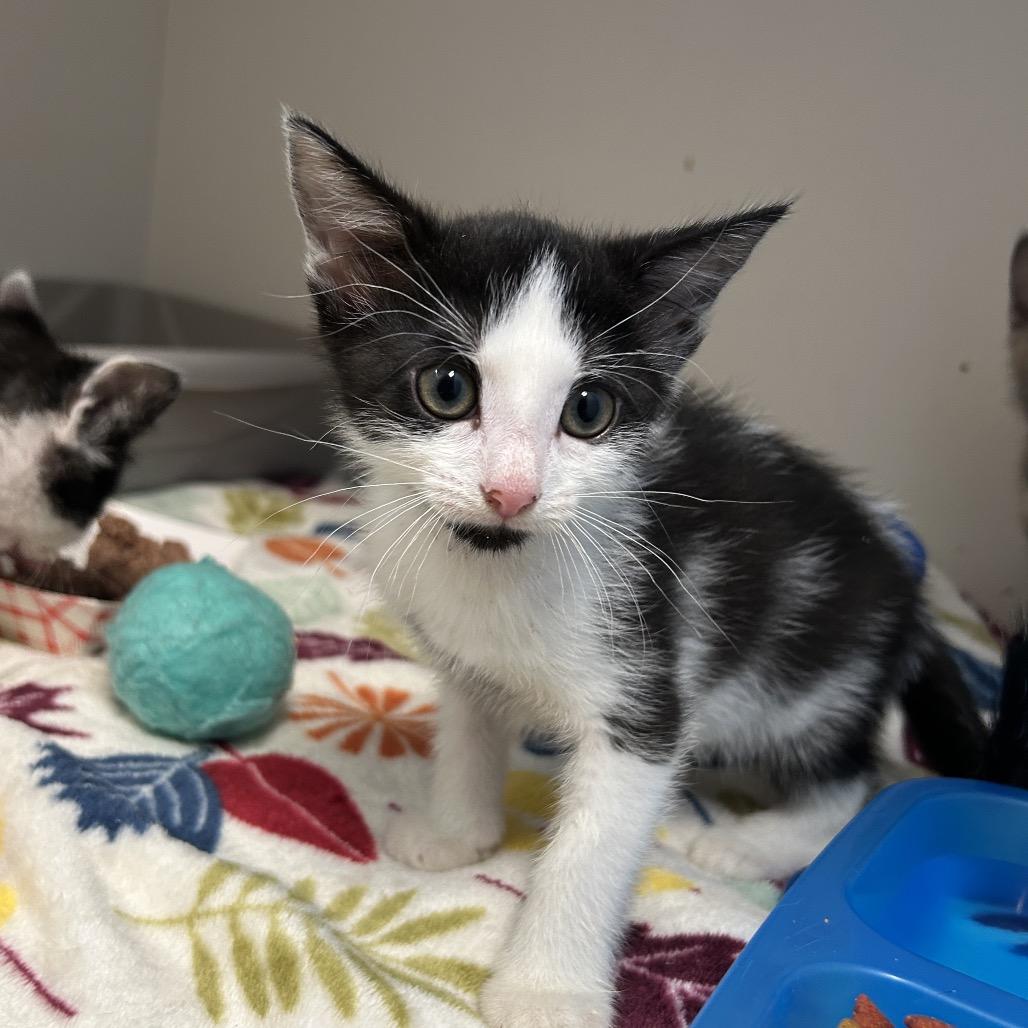 Enlarge Selina, a Adoptable Domestic Short Hair in Uniontown, PA image 3/3