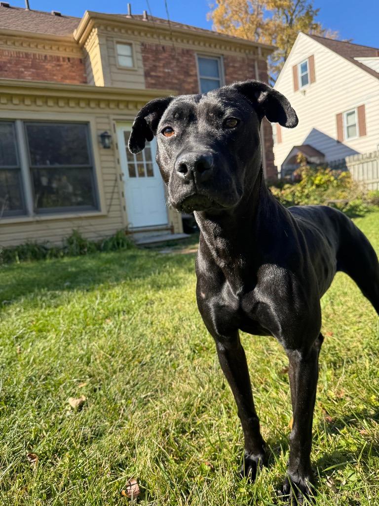Cash, Adoptable, Adult Female Mixed Breed.