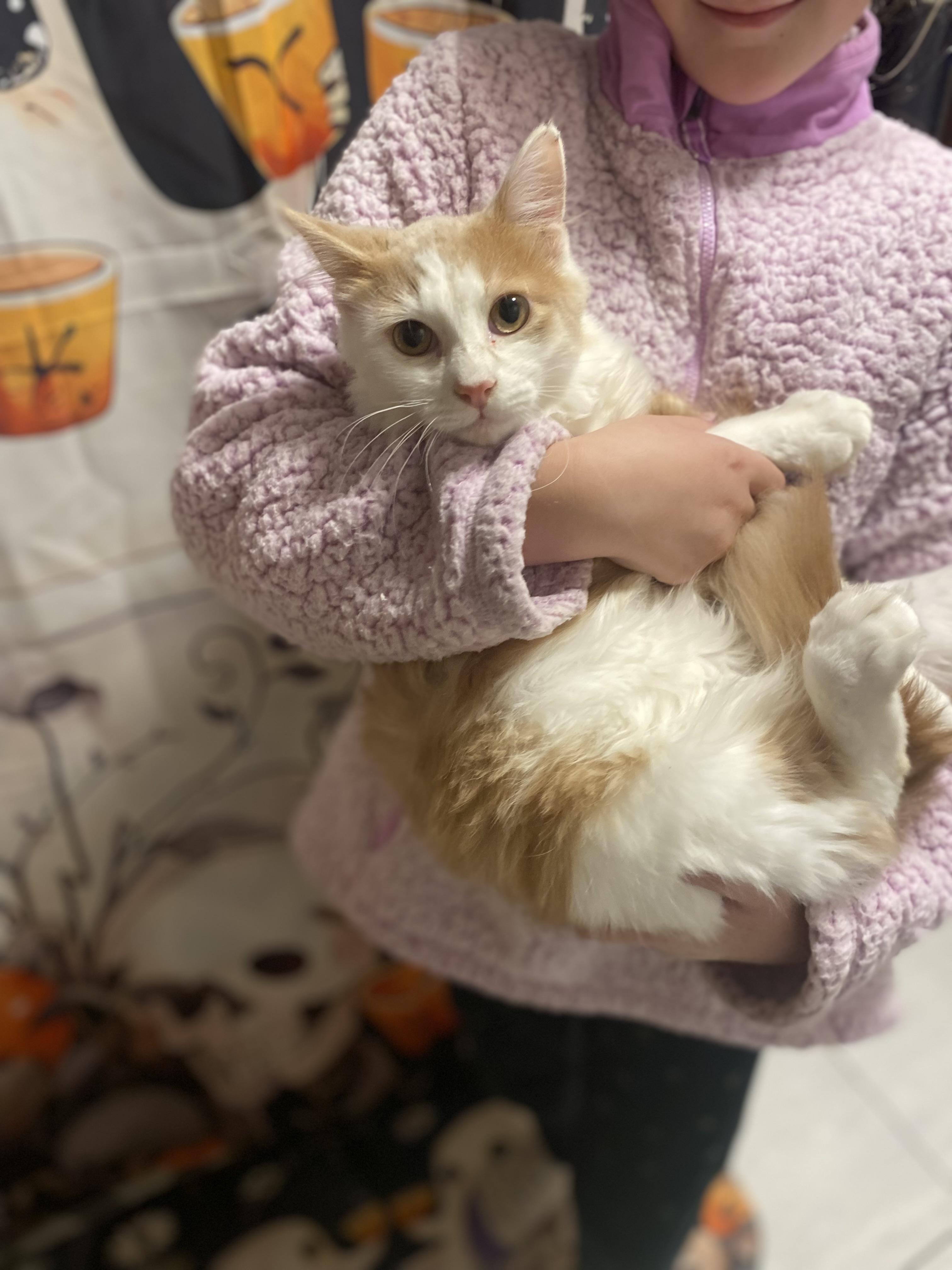 Enlarge Oliver, a ADOPTABLE Domestic Medium Hair in Elwood, IL image 4/6