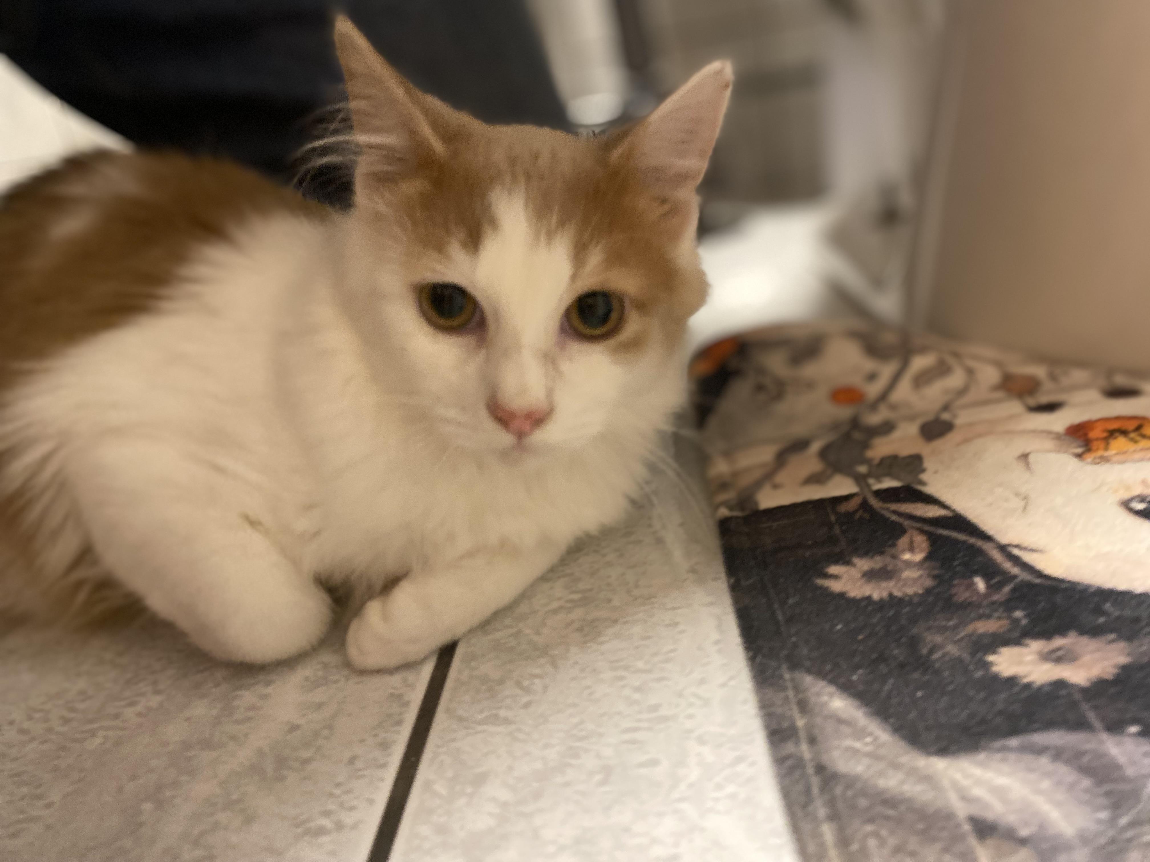 Enlarge Oliver, a ADOPTABLE Domestic Medium Hair in Elwood, IL image 5/6