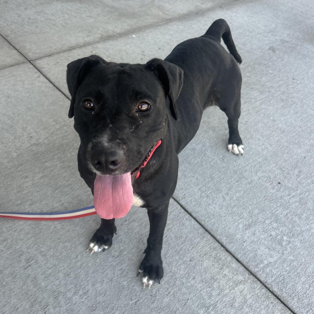 Rose, Adoptable, Adult Female Mixed Breed.