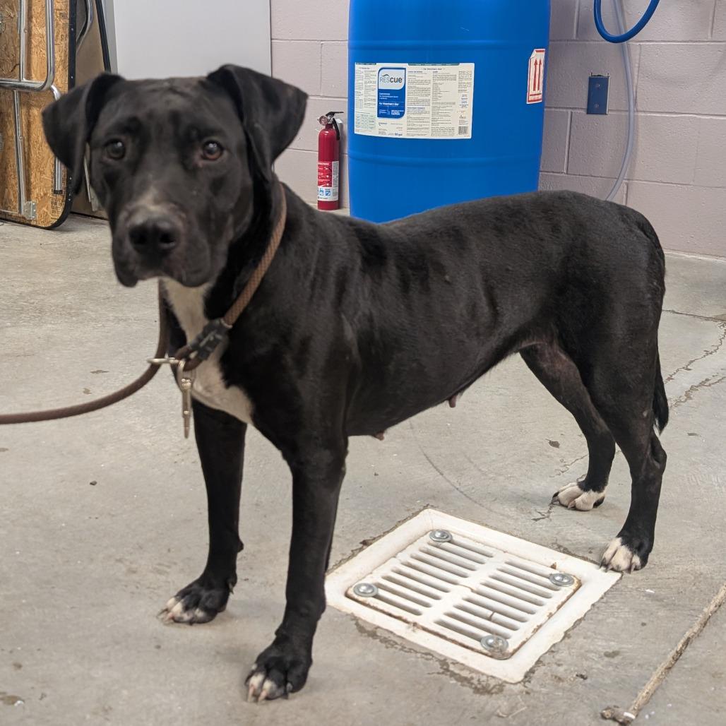 Enlarge Rose, a Adoptable Mixed Breed in Emporia, KS image 2/2