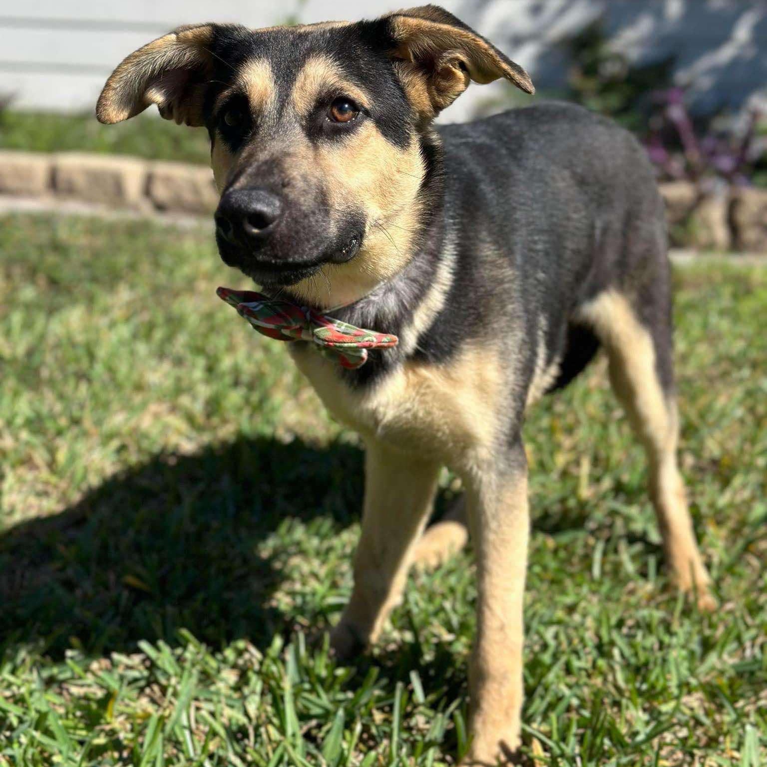 Thunder, an adoptable German Shepherd Dog in Cedar Rapids, IA, 52402 | Photo Image 3