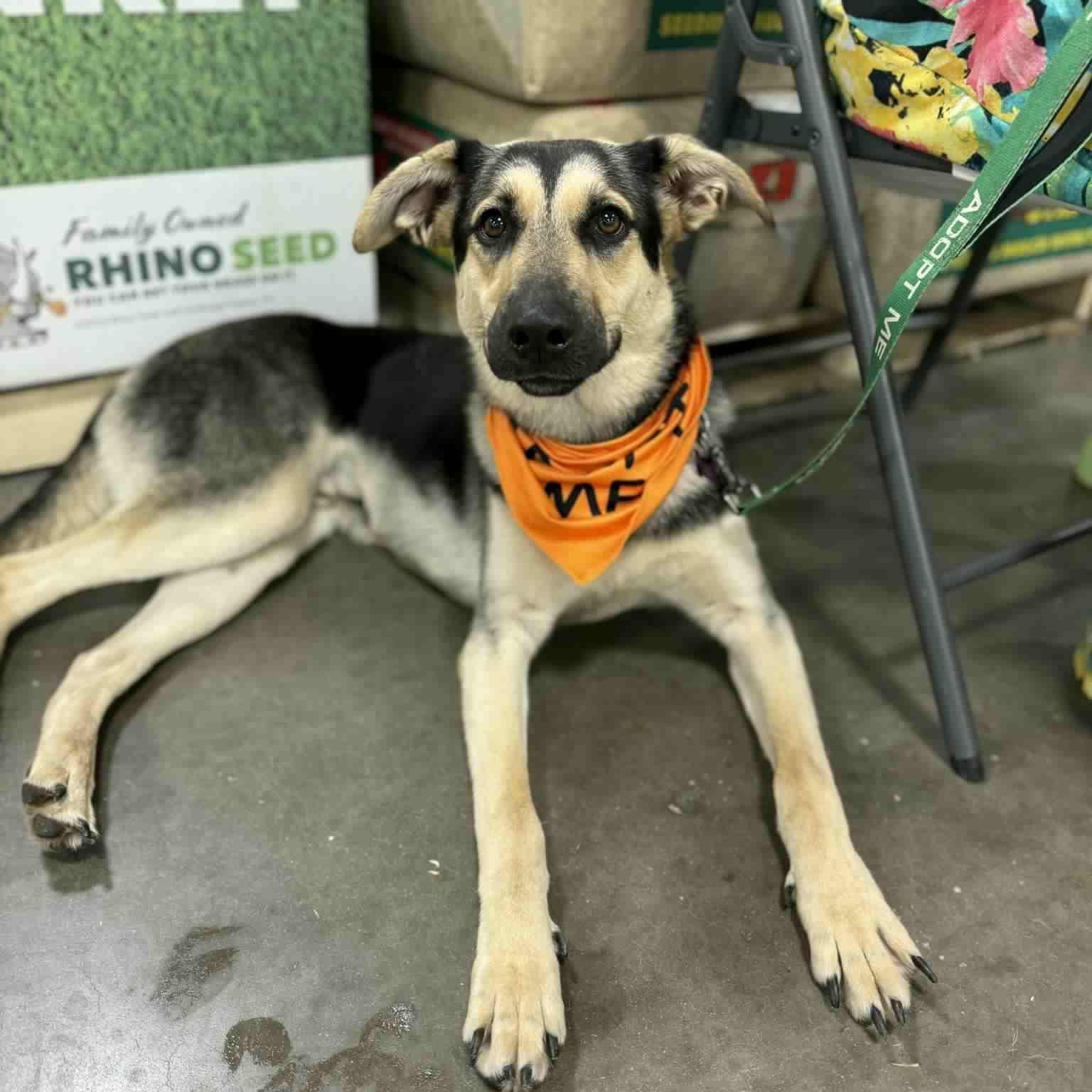 Thunder, Adult Male German Shepherd Dog