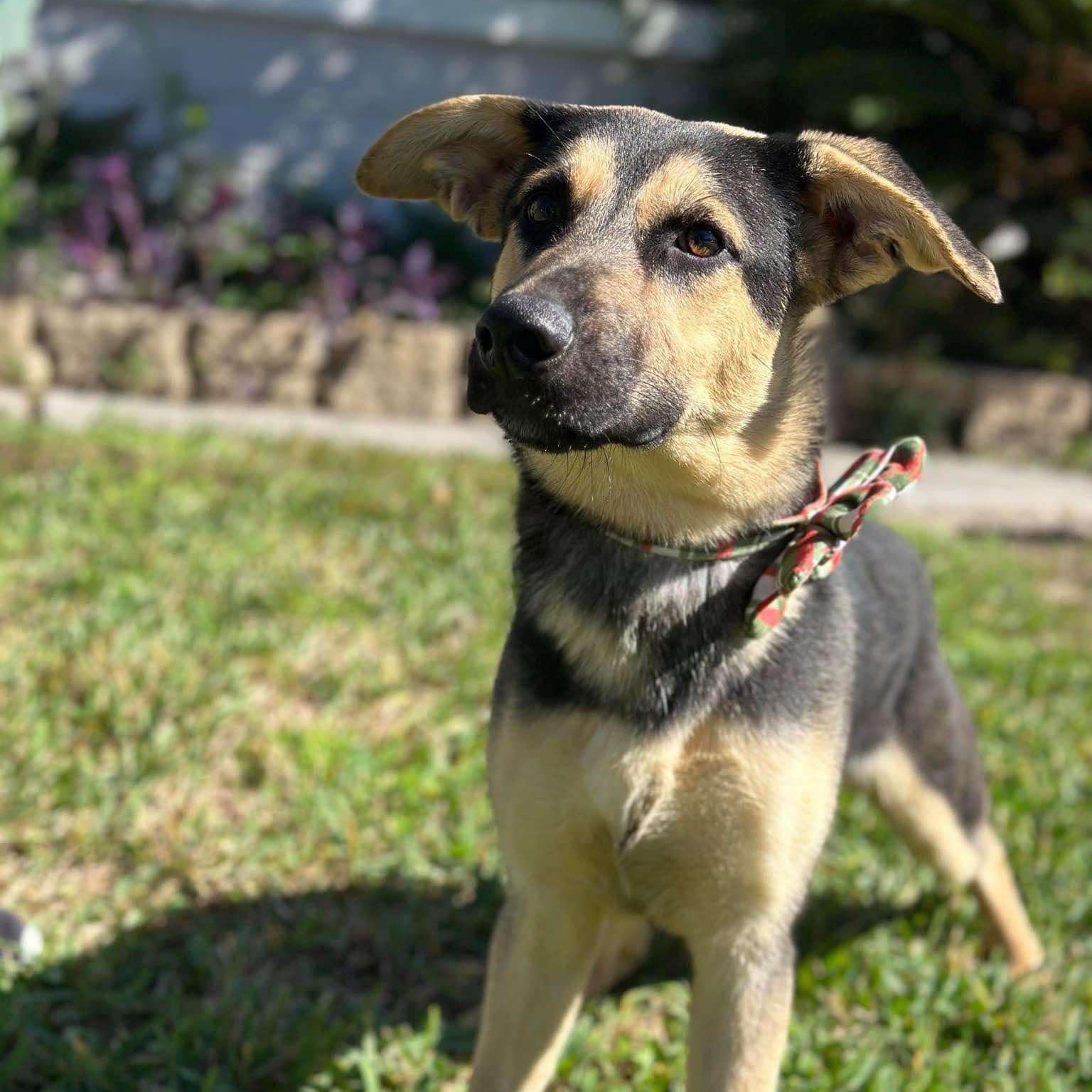 Thunder, an adoptable German Shepherd Dog in Cedar Rapids, IA, 52402 | Photo Image 2