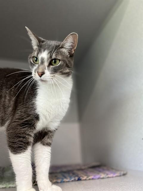 SKIP, Adoptable, Young Male Domestic Short Hair.