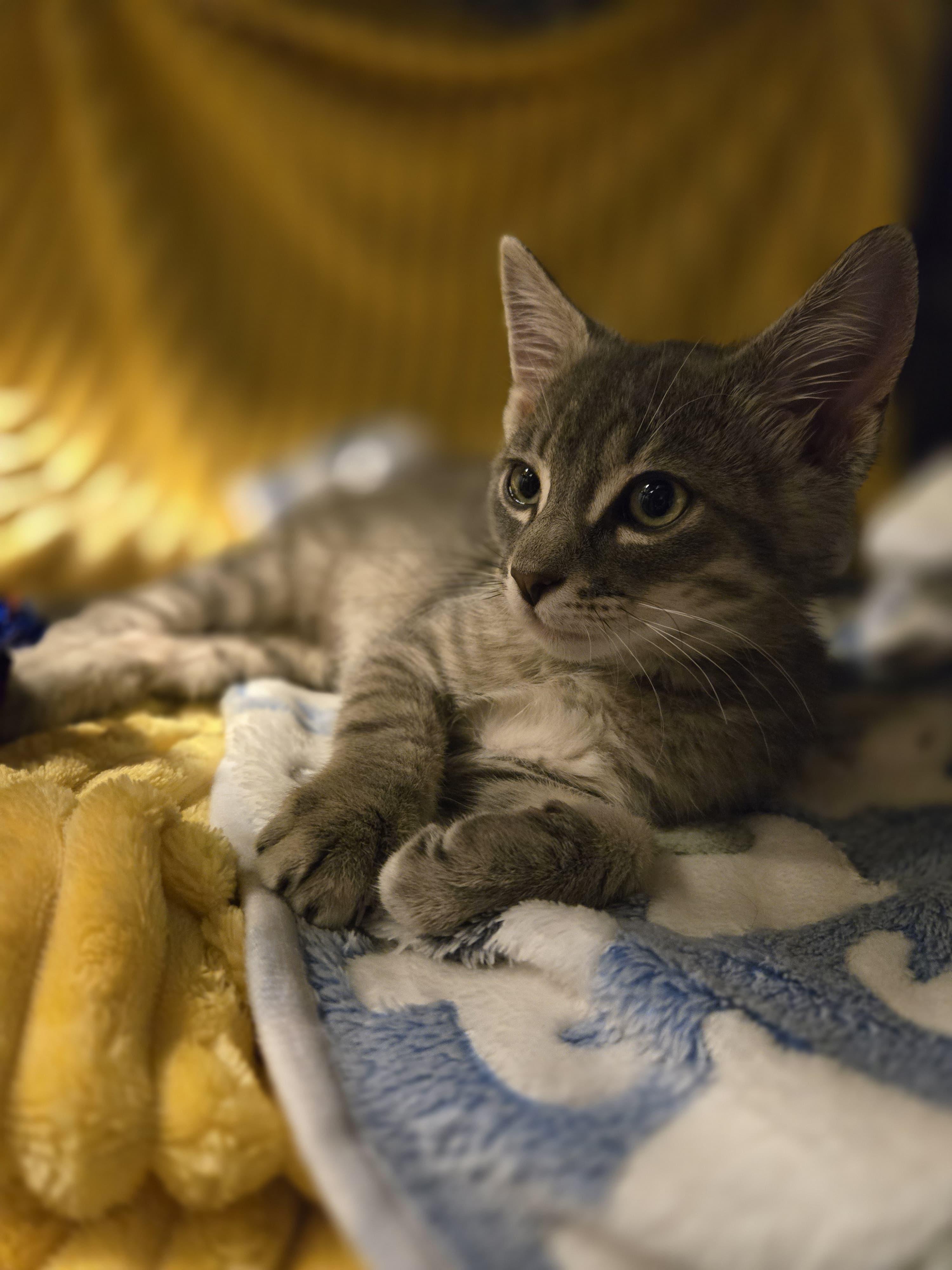 Enlarge Ash - Purr Machine, a ADOPTABLE Domestic Short Hair in Boca Raton, FL image 3/6