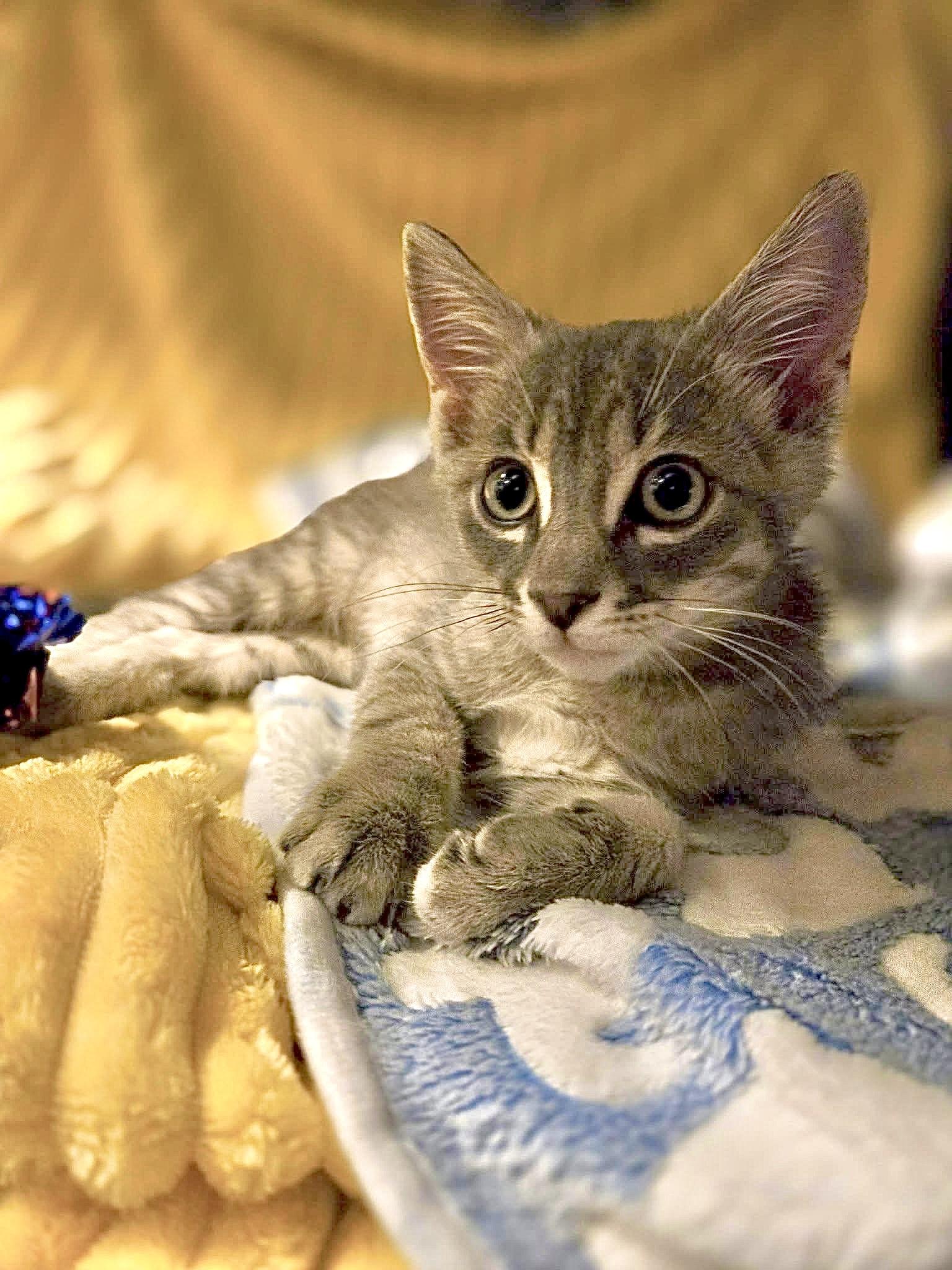 Enlarge Ash - Purr Machine, a ADOPTABLE Domestic Short Hair in Boca Raton, FL image 2/6