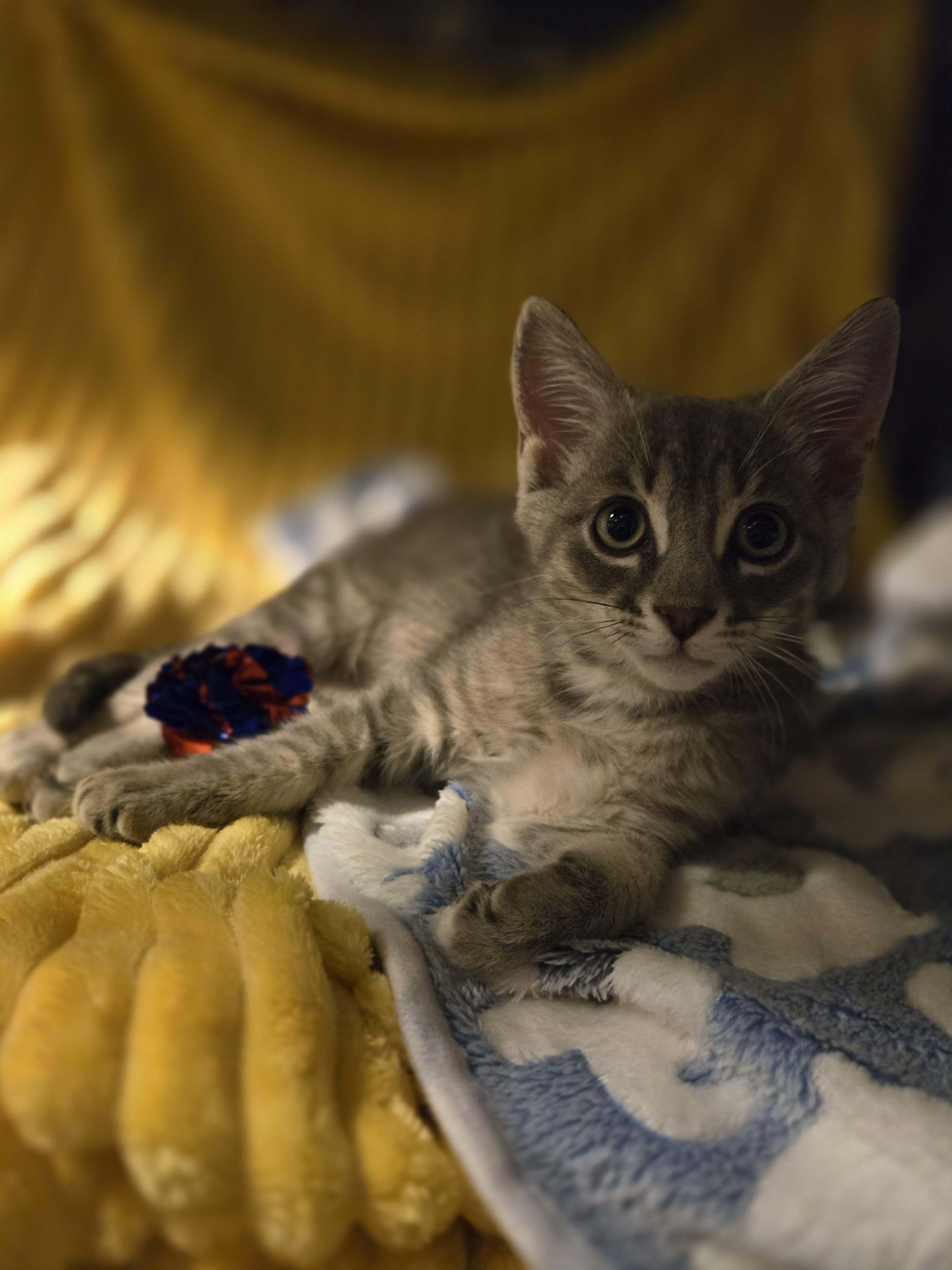 Enlarge Ash - Purr Machine, a ADOPTABLE Domestic Short Hair in Boca Raton, FL image 5/6