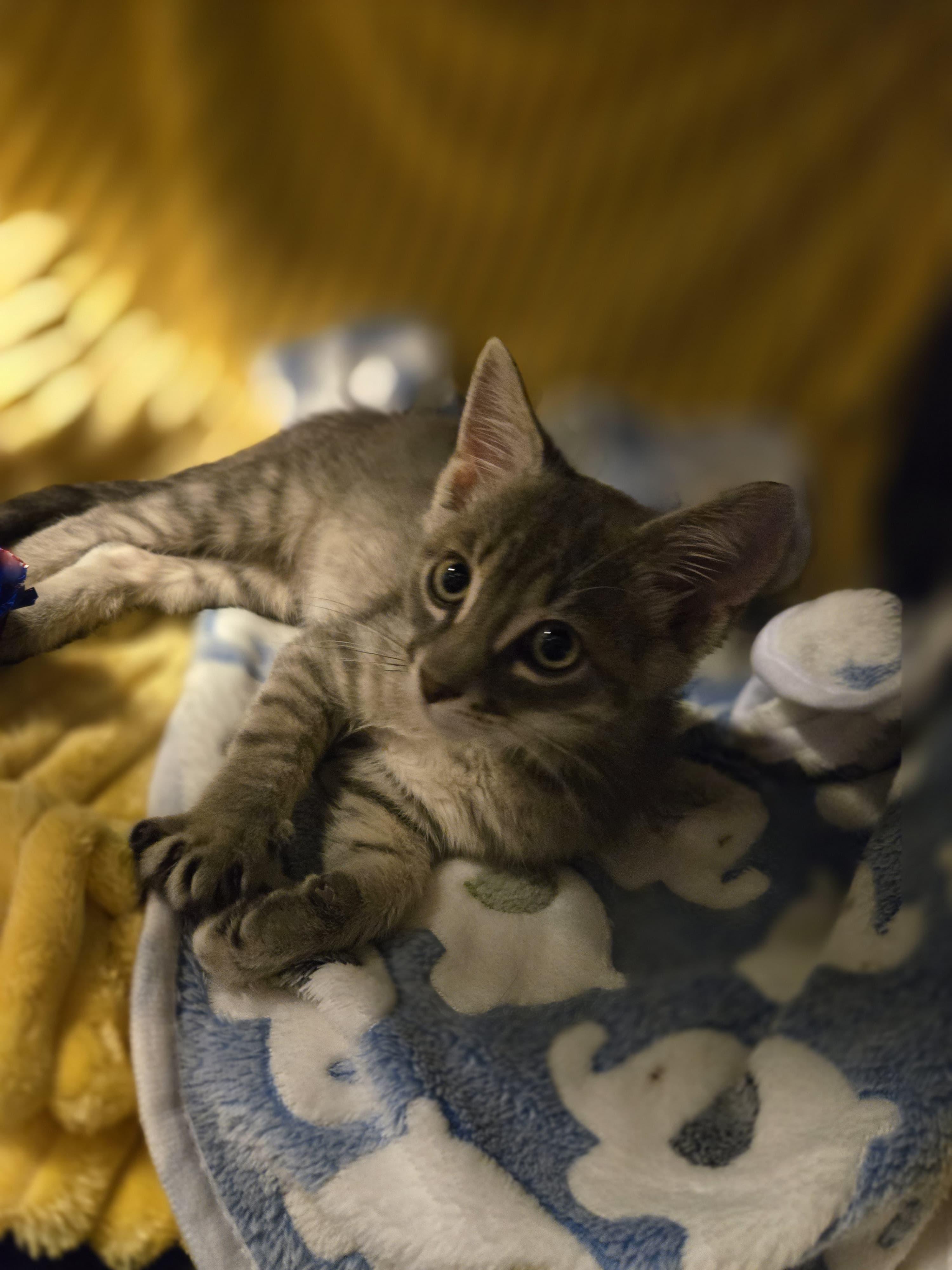 Enlarge Ash - Purr Machine, a ADOPTABLE Domestic Short Hair in Boca Raton, FL image 4/6