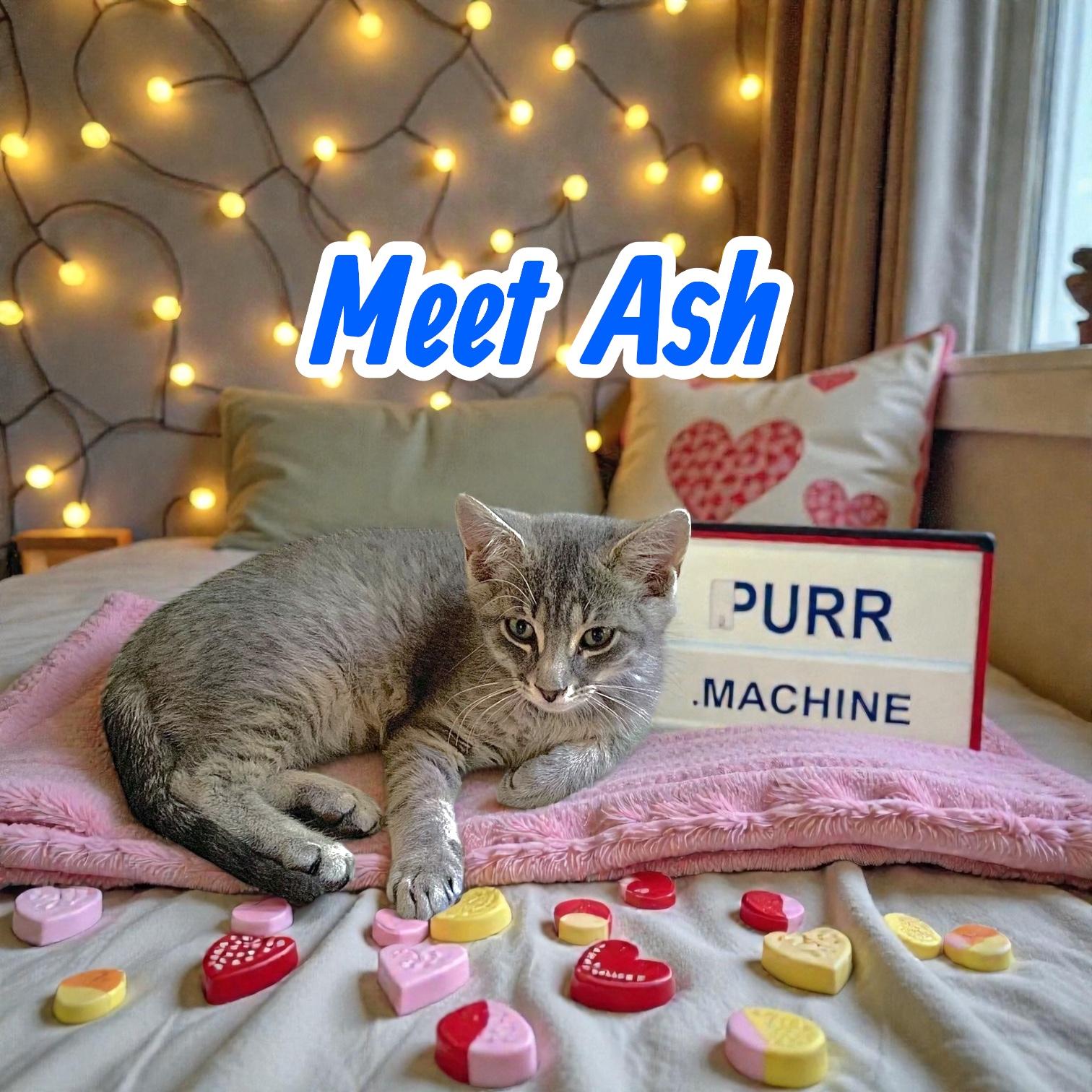 Ash - Purr Machine, ADOPTABLE, Kitten Male Domestic Short Hair.