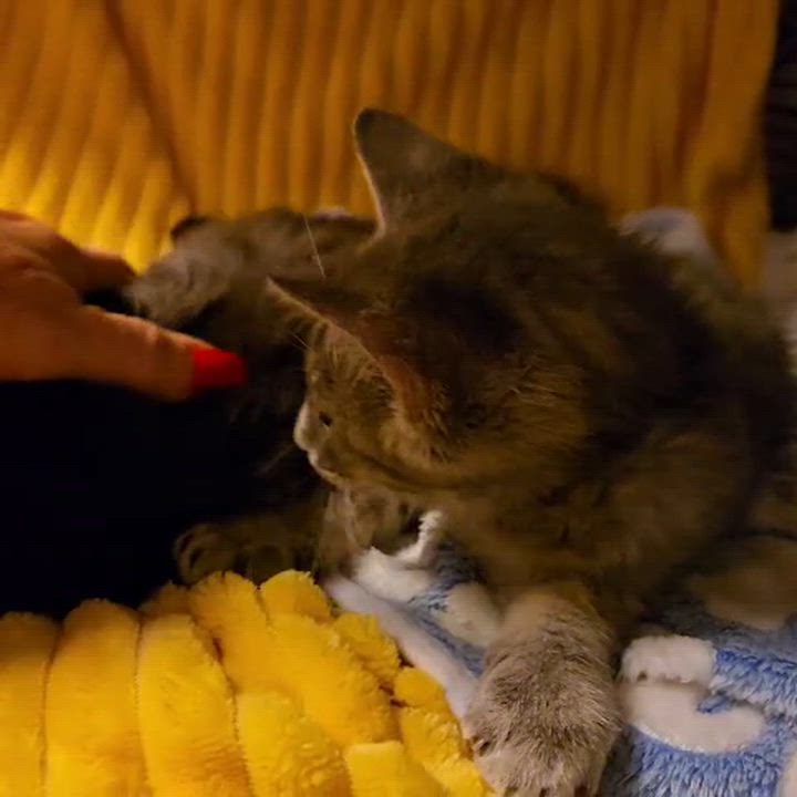 Enlarge Ash - Purr Machine, a ADOPTABLE Domestic Short Hair in Boca Raton, FL video 6/6