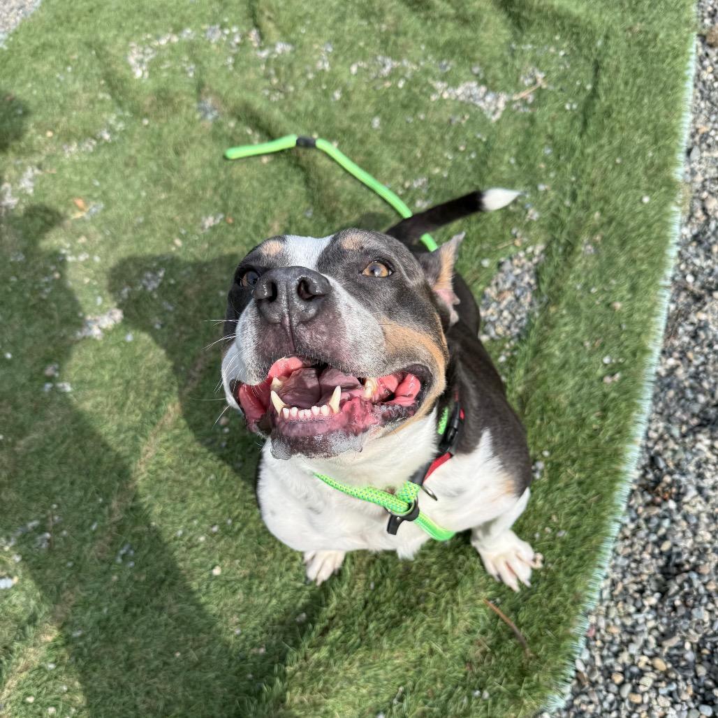 Smokey, a Adoptable mixed breed in Tacoma, WA image 1/6