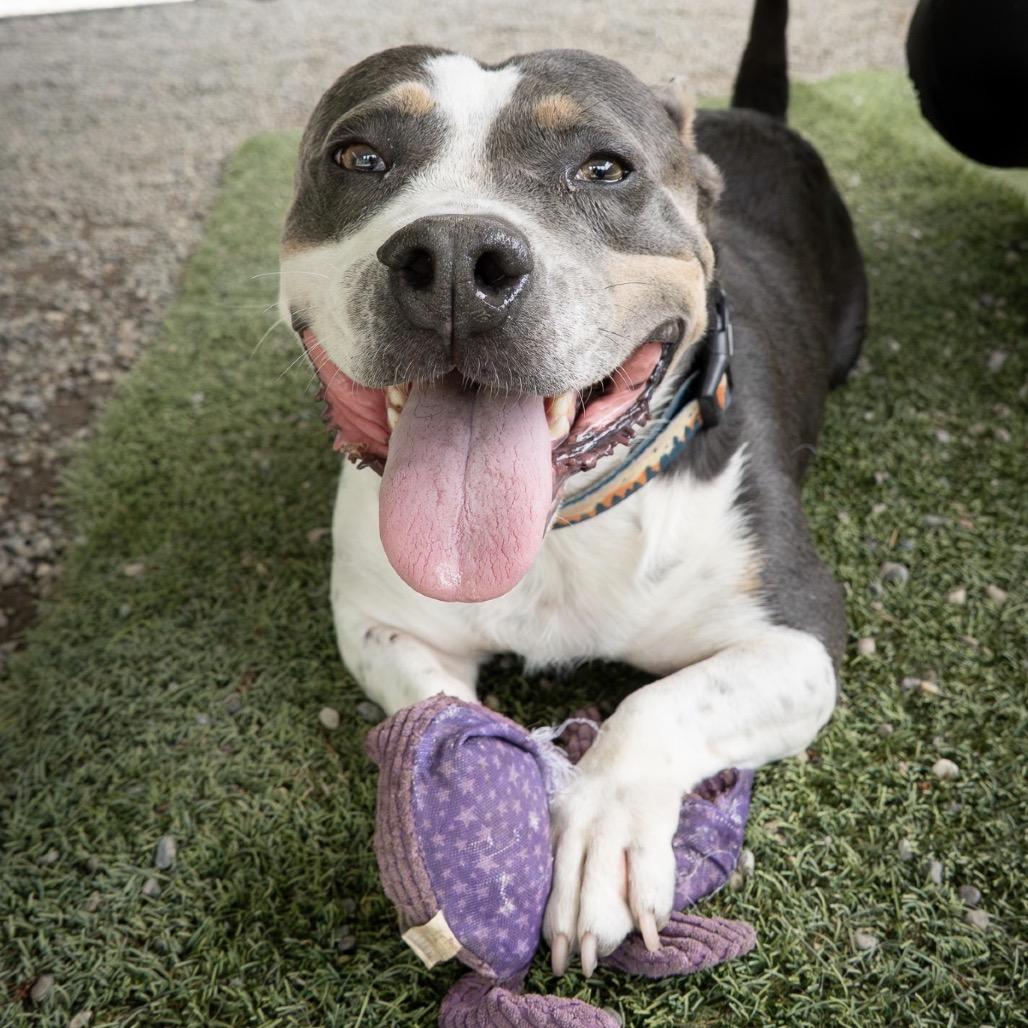 Smokey, a Adoptable mixed breed in Tacoma, WA image 2/6
