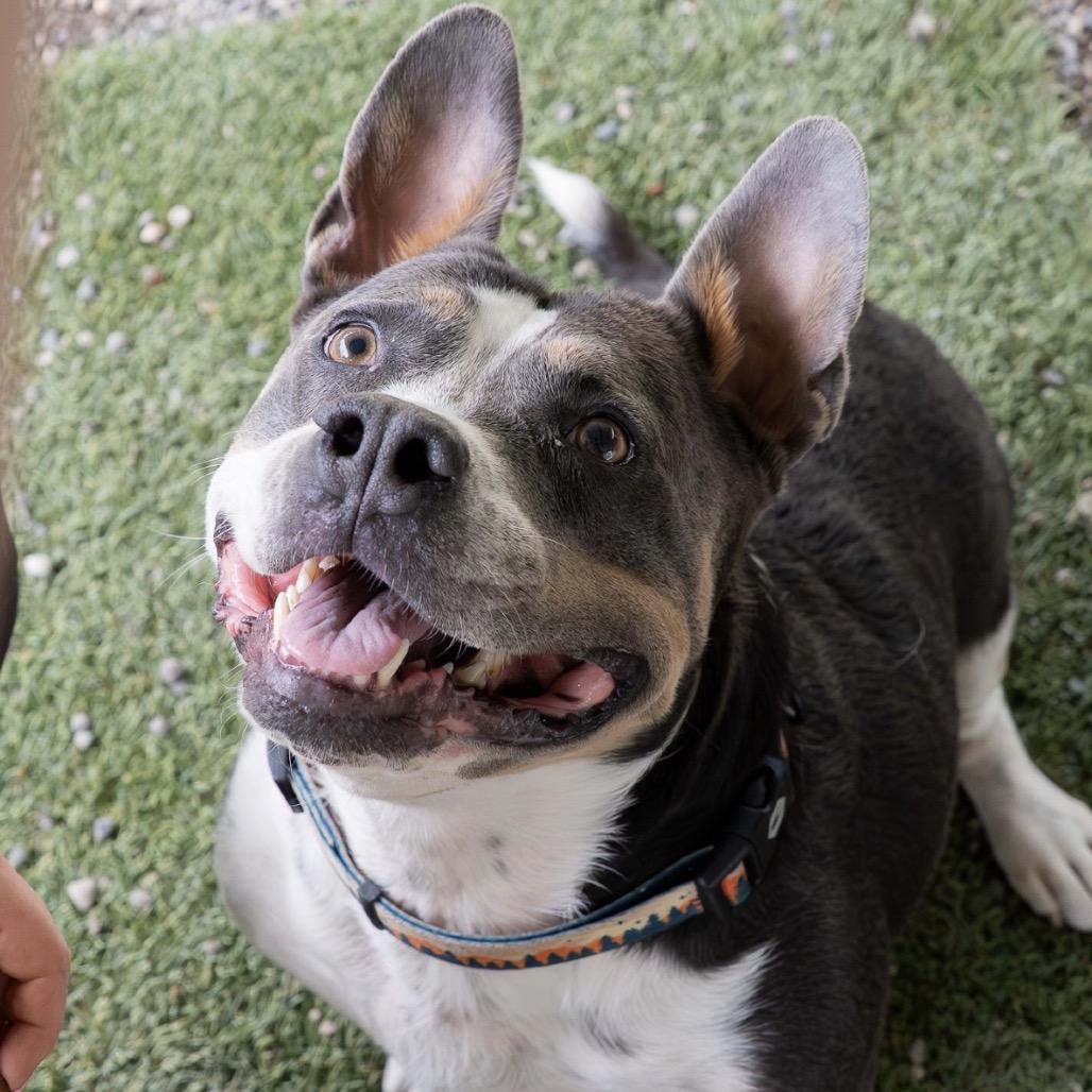 Smokey, a Adoptable mixed breed in Tacoma, WA image 3/6
