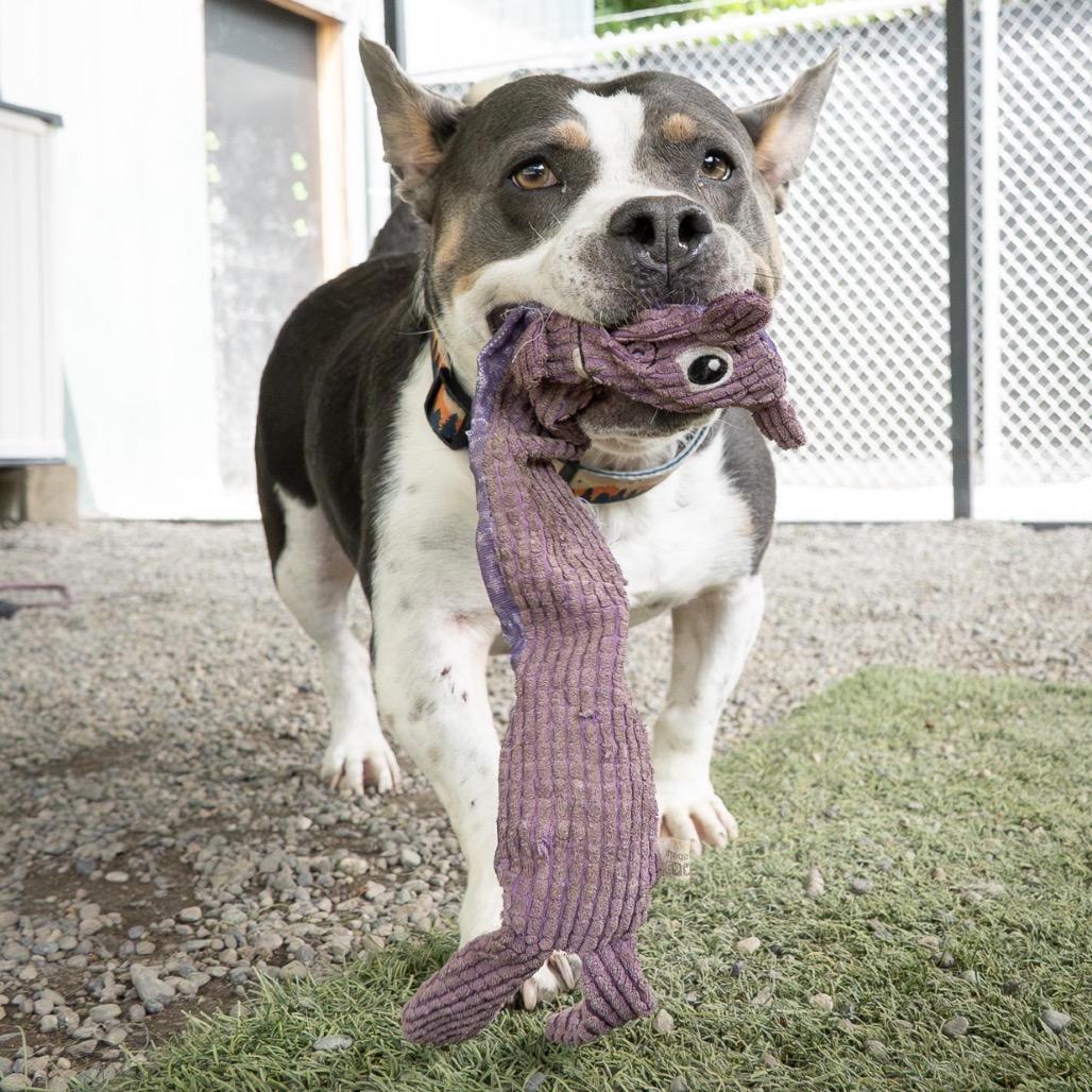 Smokey, a Adoptable mixed breed in Tacoma, WA image 4/6