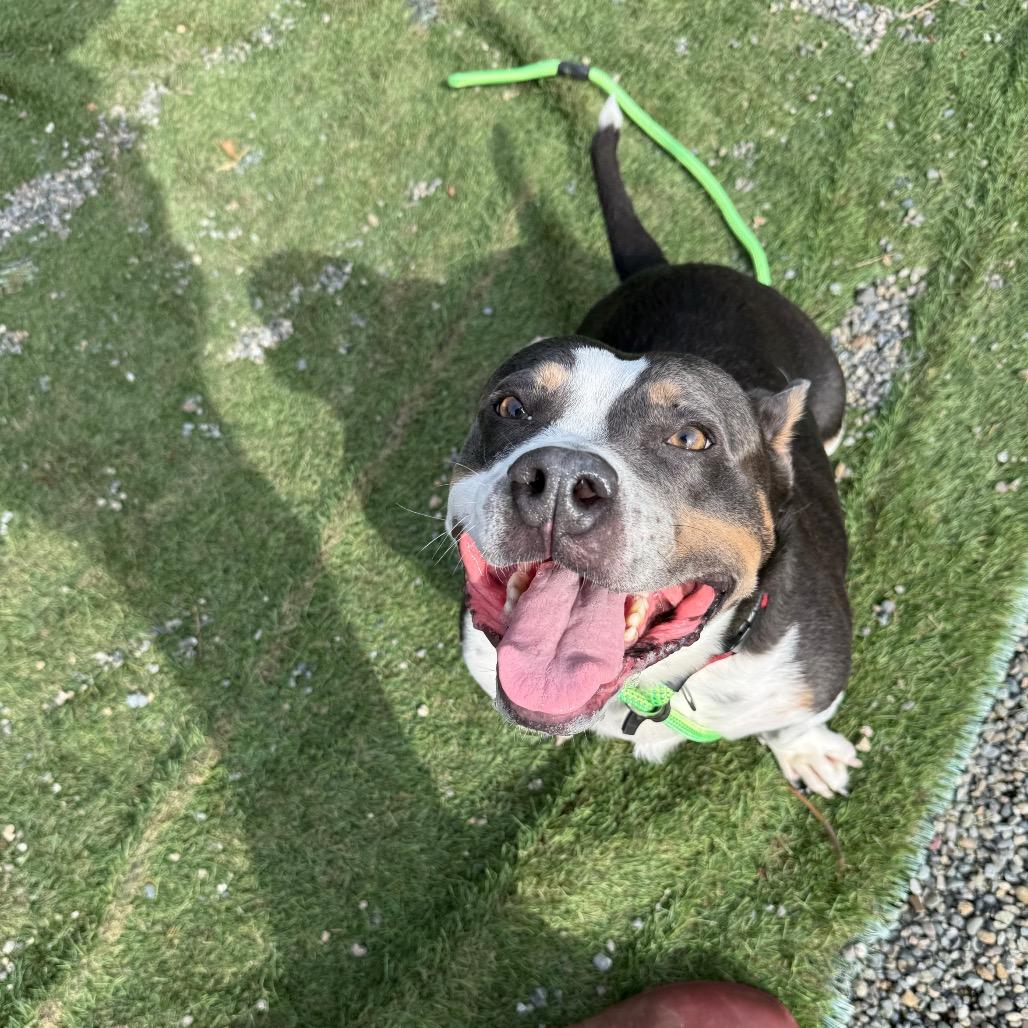 Smokey, a Adoptable mixed breed in Tacoma, WA image 5/6