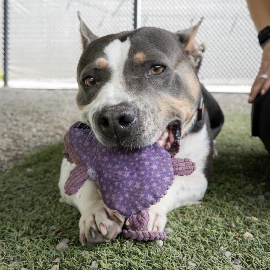 Smokey, a Adoptable mixed breed in Tacoma, WA image 6/6