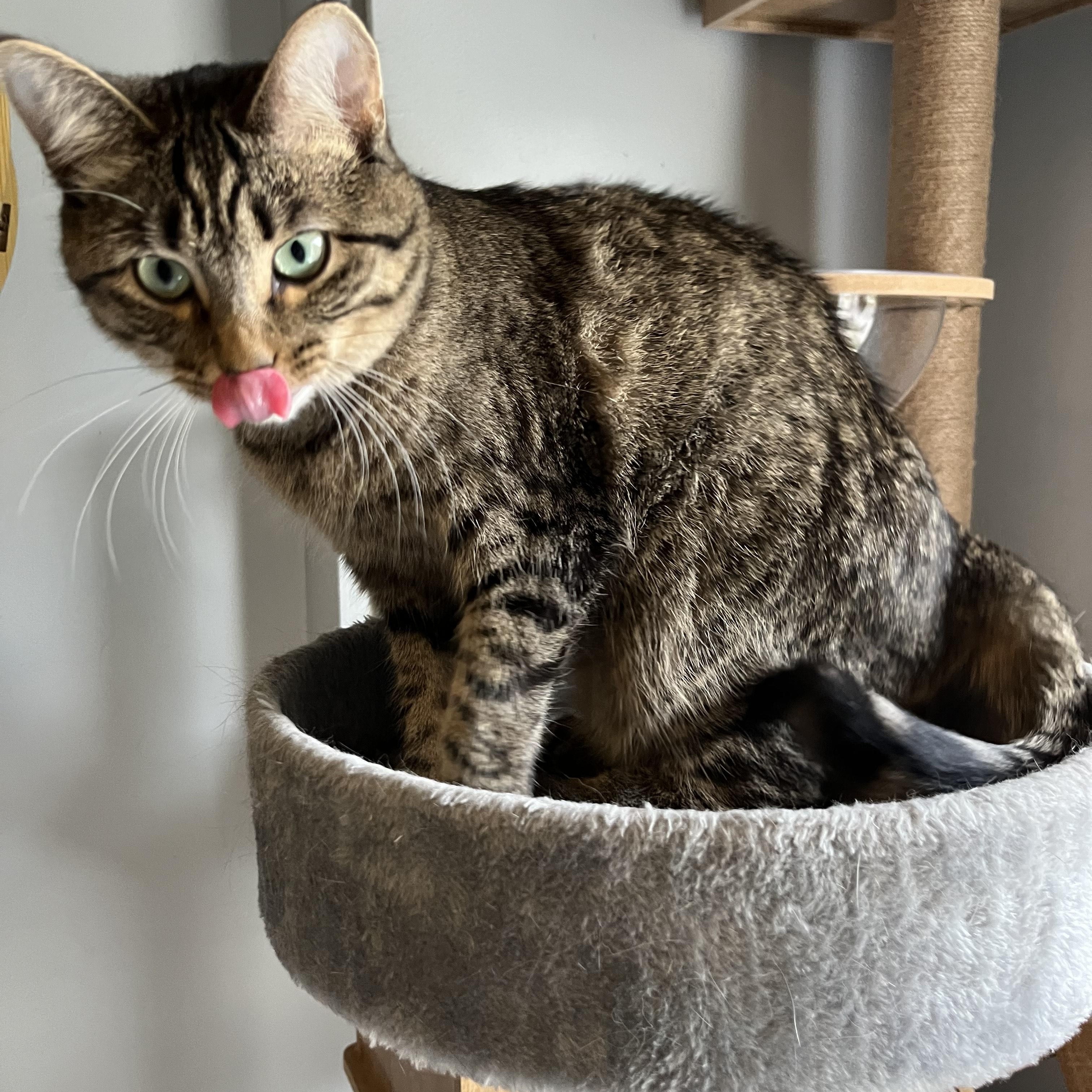 Missy, a Adoptable Tabby in Oberlin, OH image 1/5