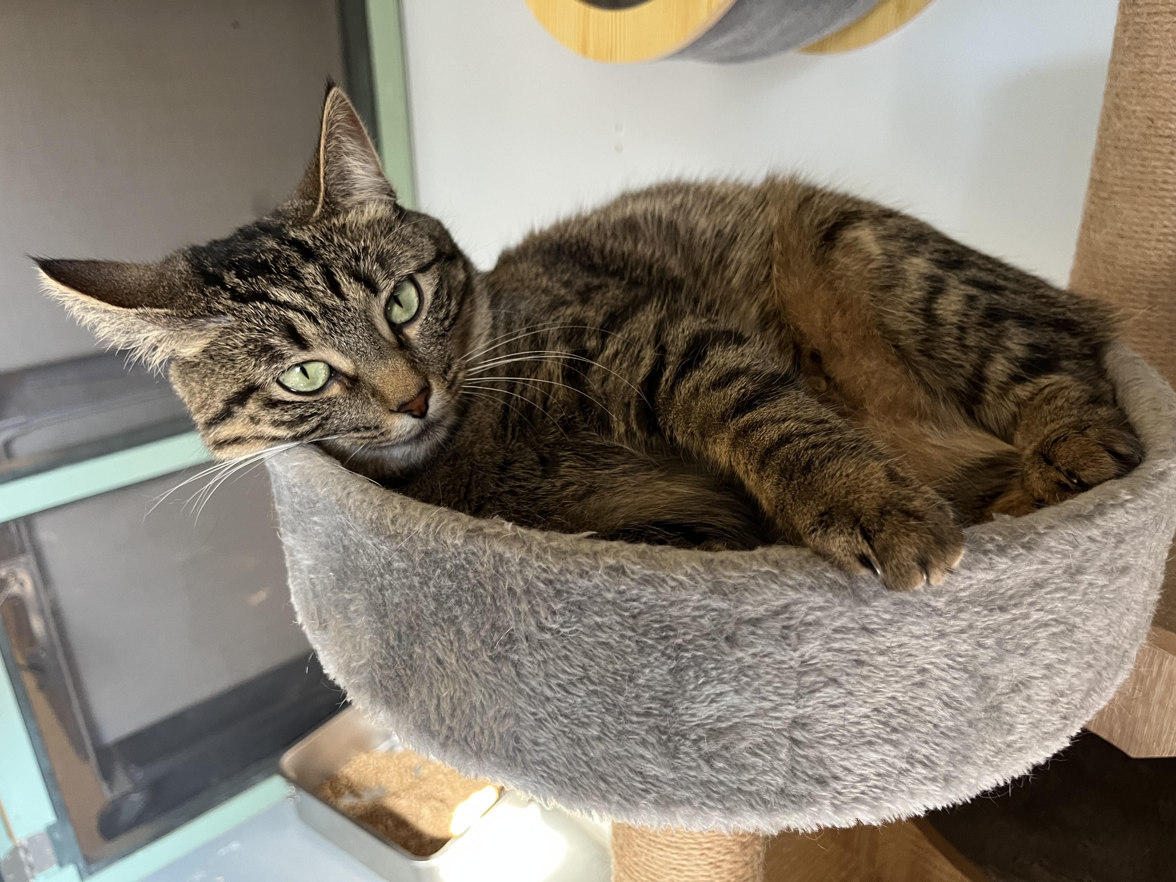 Missy, a Adoptable Tabby in Oberlin, OH image 2/5