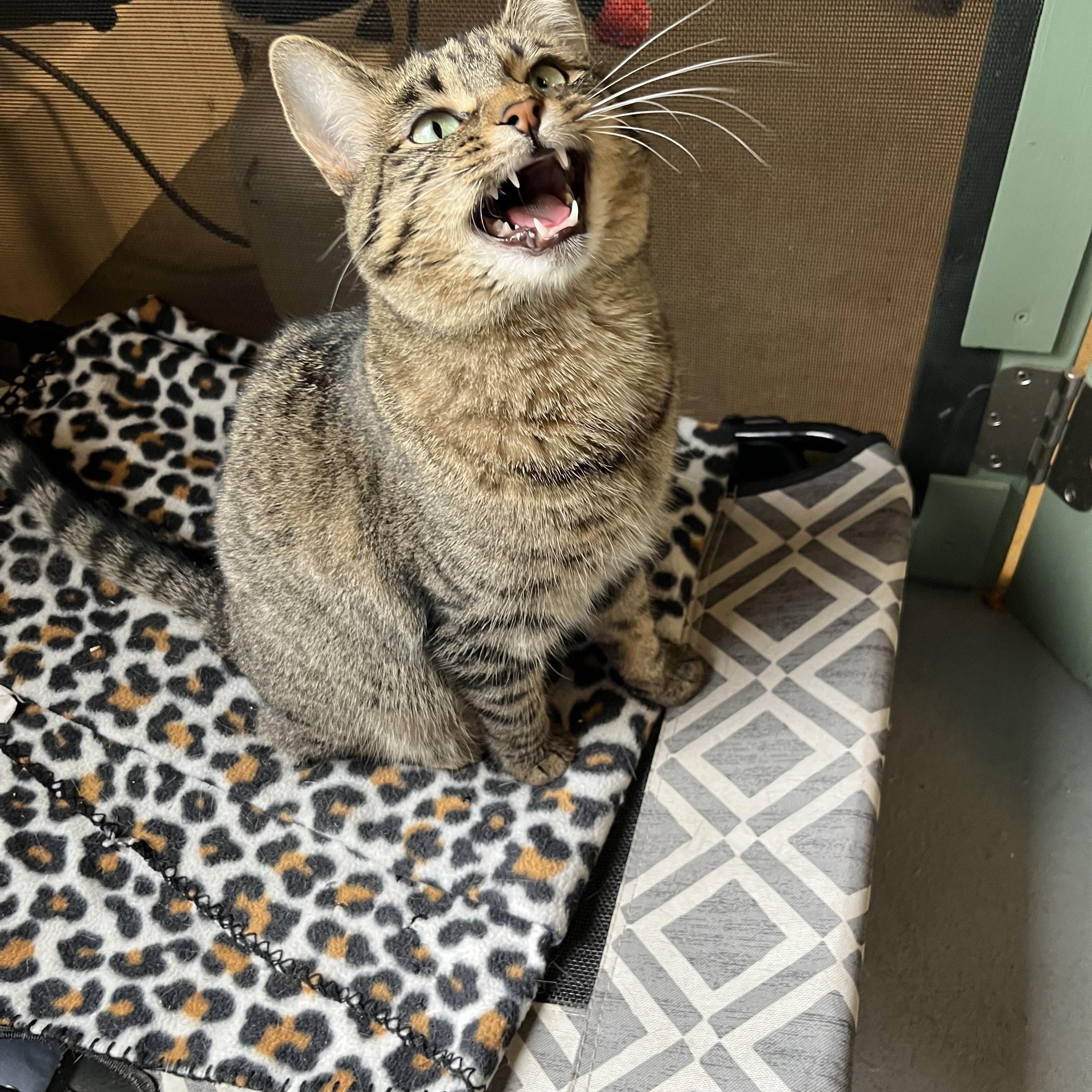 Missy, a Adoptable Tabby in Oberlin, OH image 5/5